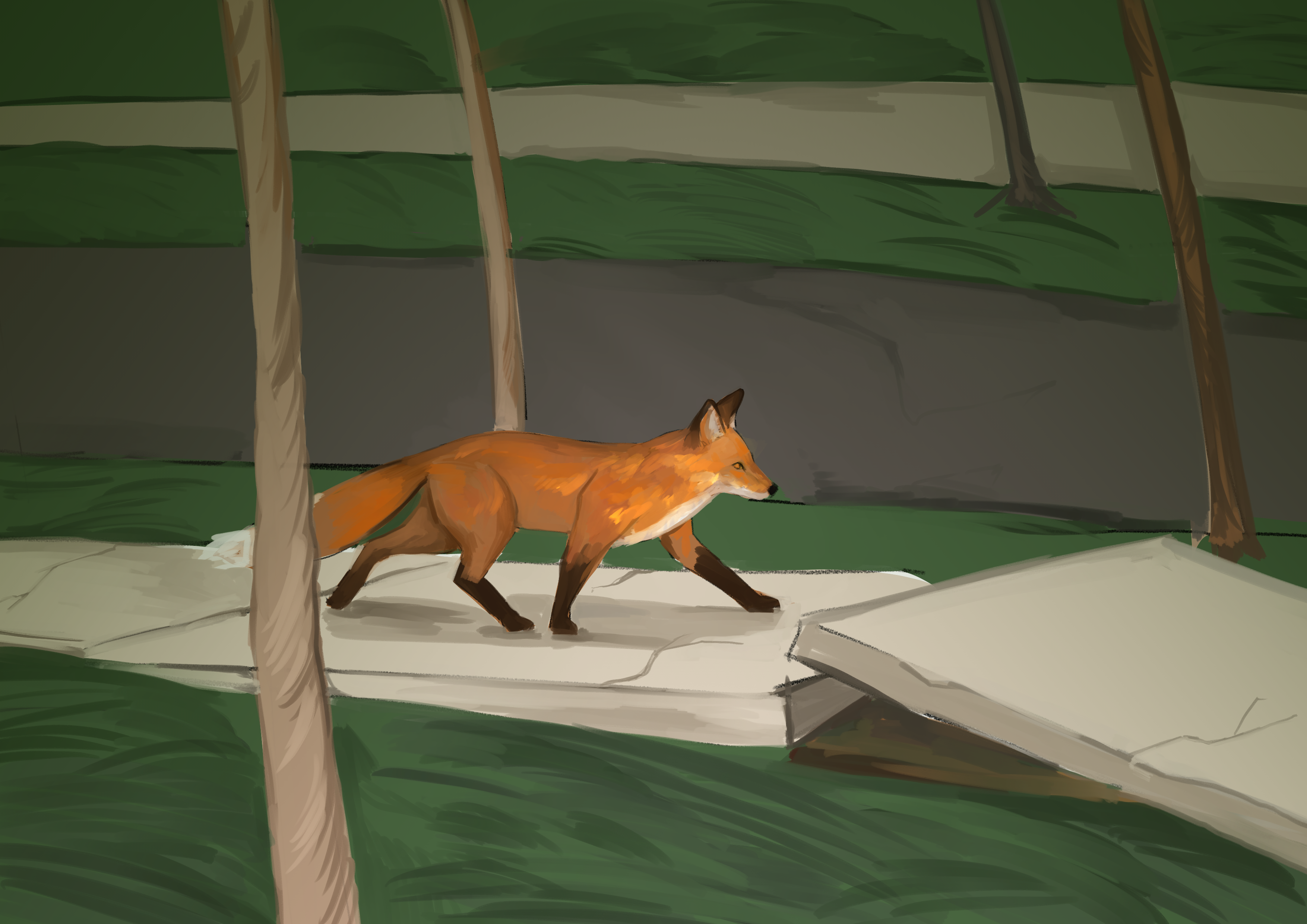Fox walking on broken sidewalk