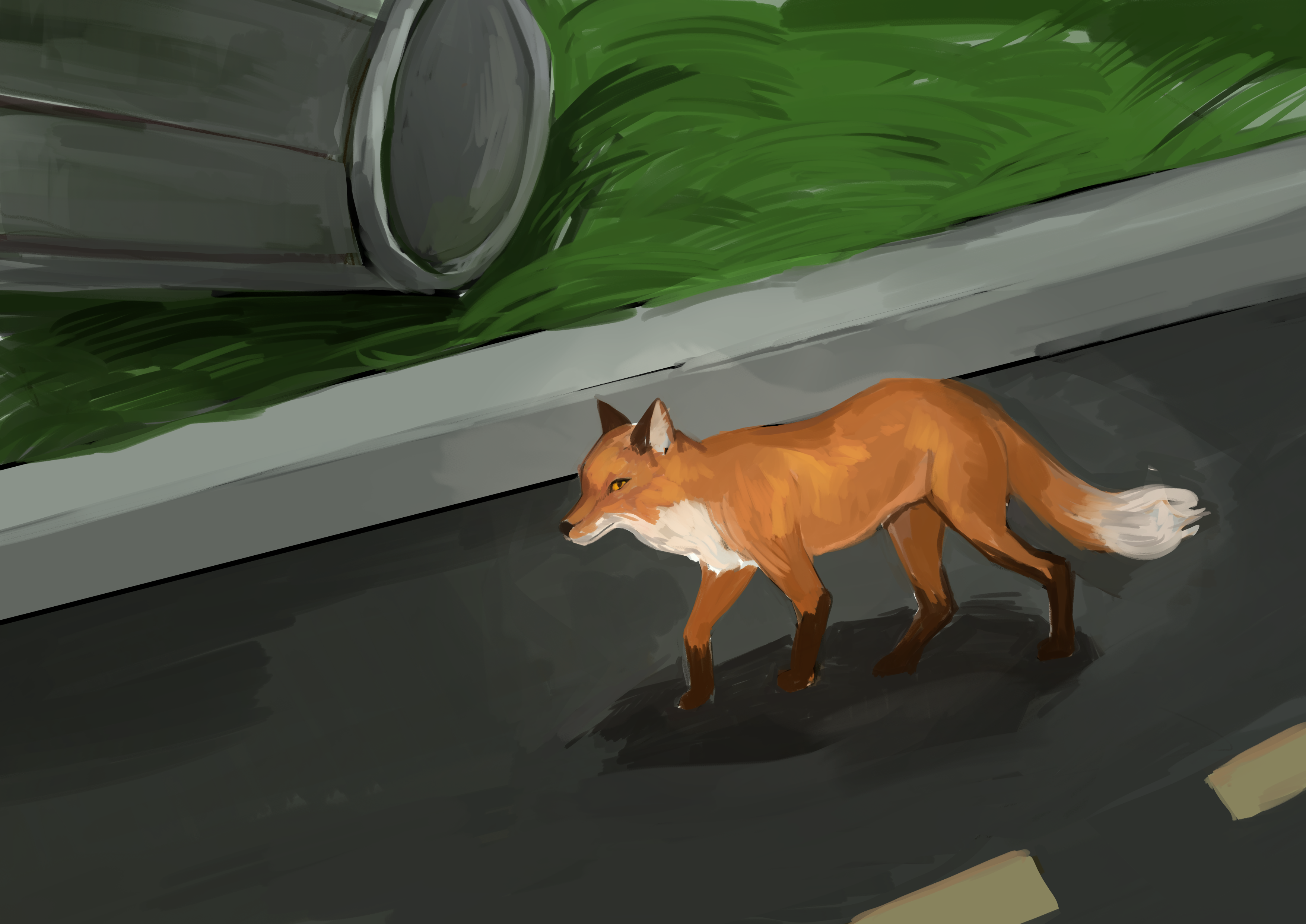 Fox walking along street