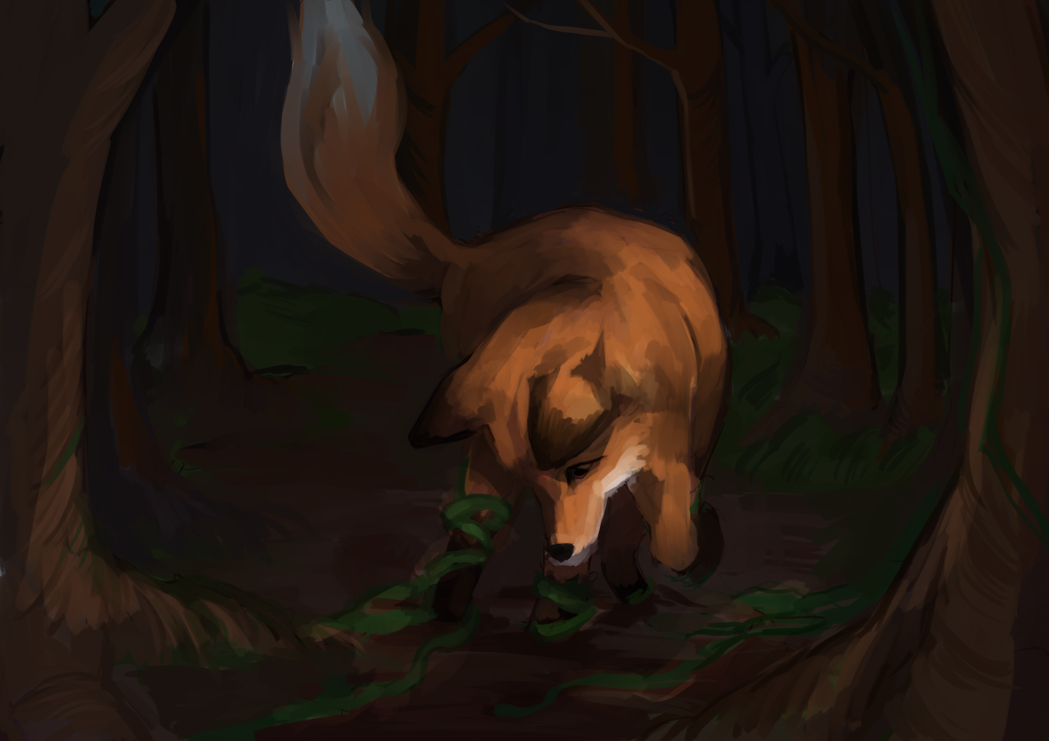 Fox looking at vines trapping his paws